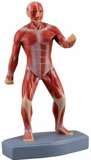 Mini Muscular Figure